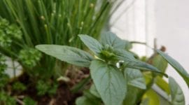 Jak je na tom HTC U11 po fotografické stránce ?