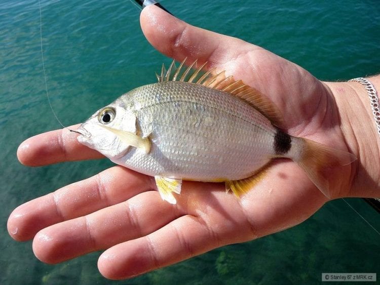 Google Bonito a Sargo – připravované Pixely na příští rok?