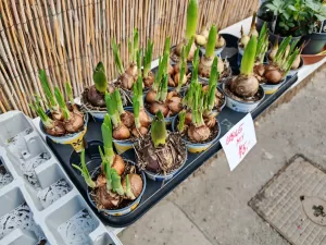 IMG 20250201 145611 4096x3072x