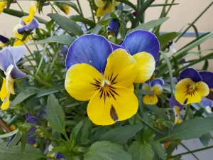IMG 20250502 073626456 HDR 4096x3072x