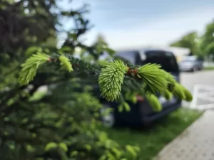 IMG 20250505 062457280 HDR 4096x3072x