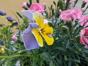 IMG 20250505 101721745 HDR 4096x3072x