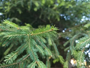 IMG 20250702 060953410 4096x3072x