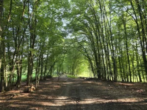 20250810 084323 4000x3000x