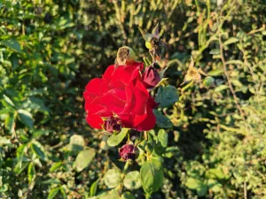 IMG 20250809 192842 4096x3072x