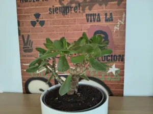 IMG 20260221 085202635 HDR PORTRAIT 1925x1444x