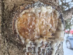 IMG 20260216 131431943 4080x3072x