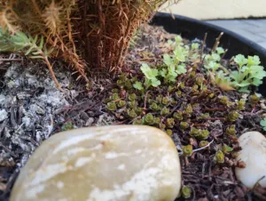 IMG 20260226 113653469 4080x3072x