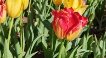 IMG 20260429 164514